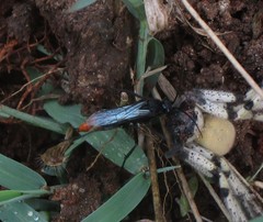 Tachypompilus analis