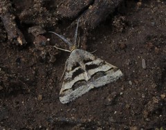 Isturgia disputaria
