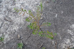 Phyllanthus caroliniensis
