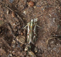 Aegocera venulia