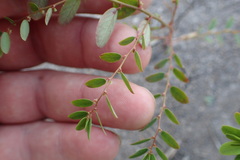 Phyllanthus caroliniensis