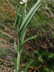 Lathyrus pannonicus