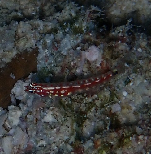 Five-bar pygmy-goby (Eviota zebrina) — Gobiidae — 5