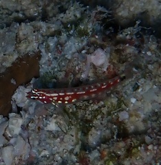 Zebra Dwarfgoby photo 2