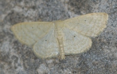 Lepidoptera