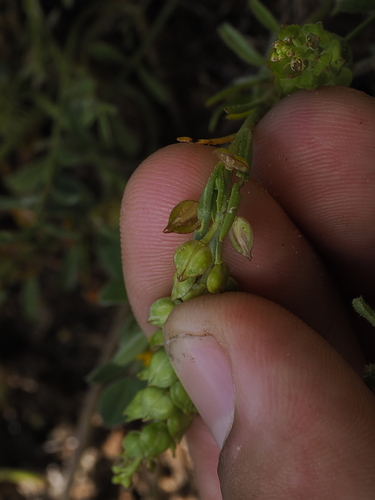 Winged Pepperwort (Lepidium monoplocoides)