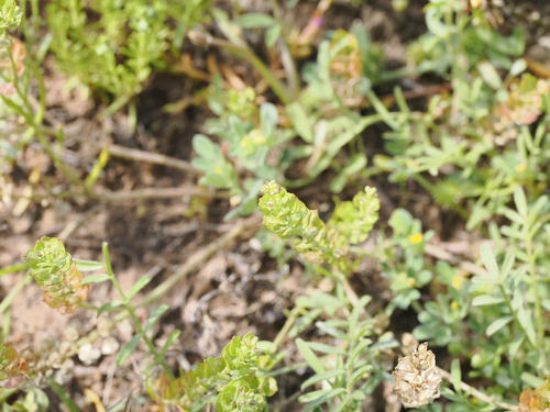 Image of Lepidium monoplocoides by (c) Lucas Christofides, some rights reserved (CC BY)