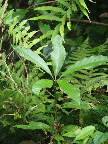 Image of Machilus japonicus by no rights reserved