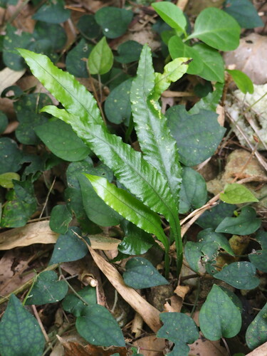Image of Chestnut-Leaf Colysis Fern (Leptochilus wrightii) by no rights reserved