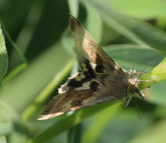 Heliothis
