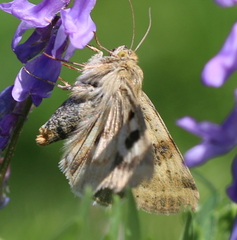 Heliothis