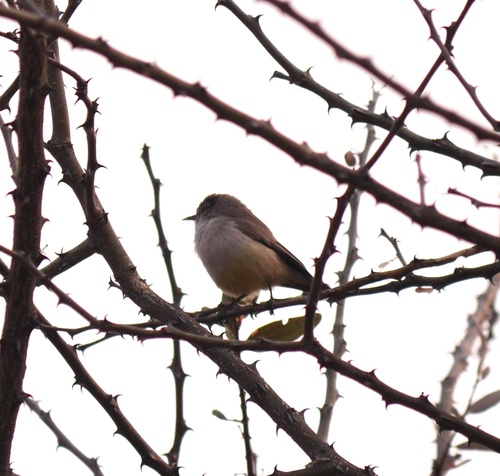 Yellow-bellied Eremomela (Eremomela icteropygialis), photo 8
