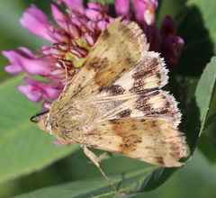 Heliothis