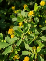Trifolium dubium