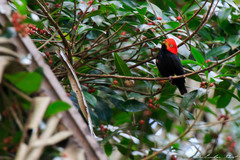 Ceratopipra mentalis