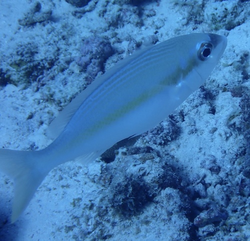 Blauwneus-brilkoorn (Scolopsis aurata) — Nemipteridae — 5