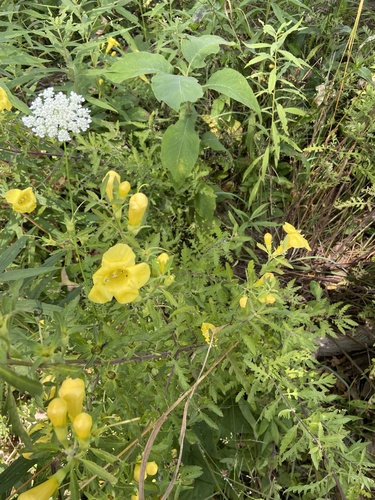 Image of Aureolaria grandiflora by (c) Erin Snyder, some rights reserved (CC BY)
