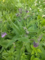 Symphytum officinale