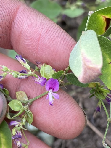 Image of Lespedeza frutescens by (c) Erin Snyder, some rights reserved (CC BY)