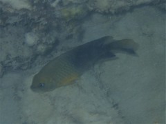 Chrysiptera unimaculata