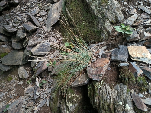 Festuca pallens, photograph 3