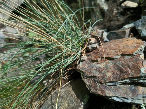 Festuca pallens, photograph 4