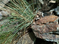 Festuca pallens, photograph (c) Vladimír Fuka, some rights reserved (CC BY)