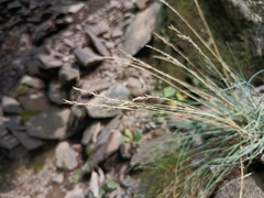 Festuca pallens, photograph (c) Vladimír Fuka, some rights reserved (CC BY)