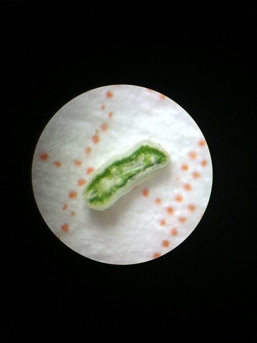 Festuca pallens, photograph 6