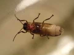 Photinus scintillans