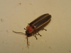 Photinus scintillans