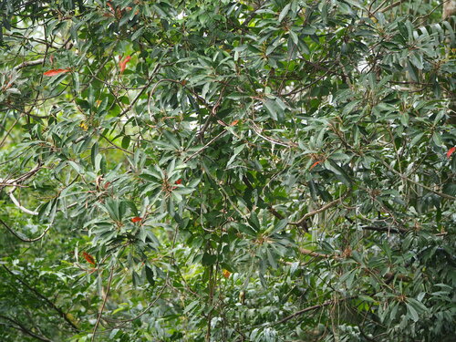 Image of Elaeocarpus decipiens by no rights reserved