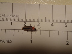 Photinus scintillans