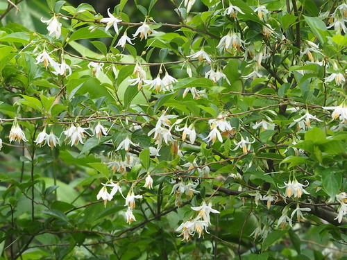 Image of Styrax formosanus by no rights reserved