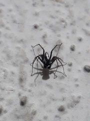 Oxyopes tridens