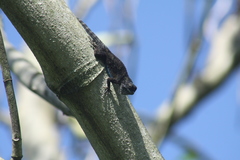 Sceloporus asper
