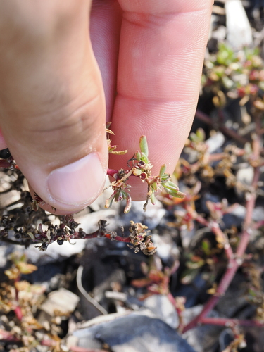 Red Spinach (Trianthema triquetrum)
