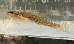 Carolina Darter photo 2