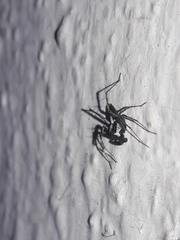 Oxyopes tridens