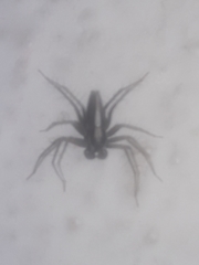Oxyopes tridens