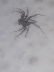 Oxyopes tridens