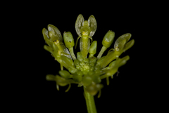 Malaxis javesiae reichei