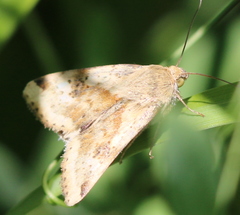 Heliothis adaucta