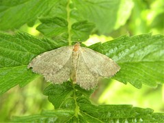 Philereme vetulata