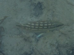 Lutjanus decussatus