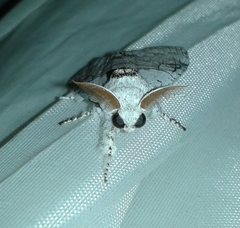 Calliteara horsfieldii