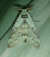 Calliteara horsfieldii