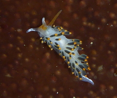 Diaphoreolis lagunae