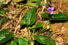 Viola inconspicua nagasakiensis