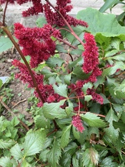 Astilbe japonica